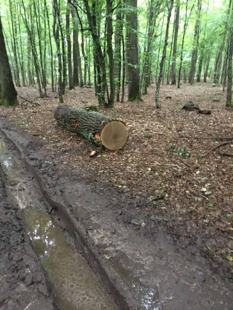 Рубка в Цуманській пущі